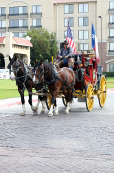 Dallas - Eat More Rabbit Food